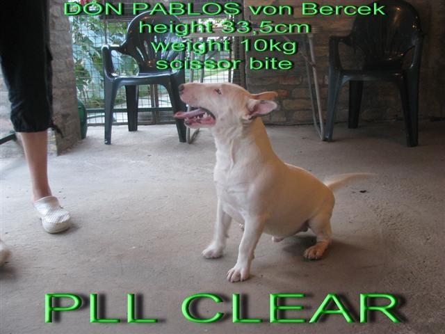 BULL TERRIJER MINIJATURA