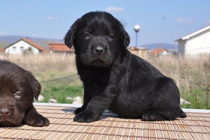 Labrador-Retriver