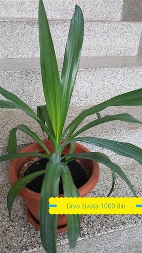 Yucca - drvo života