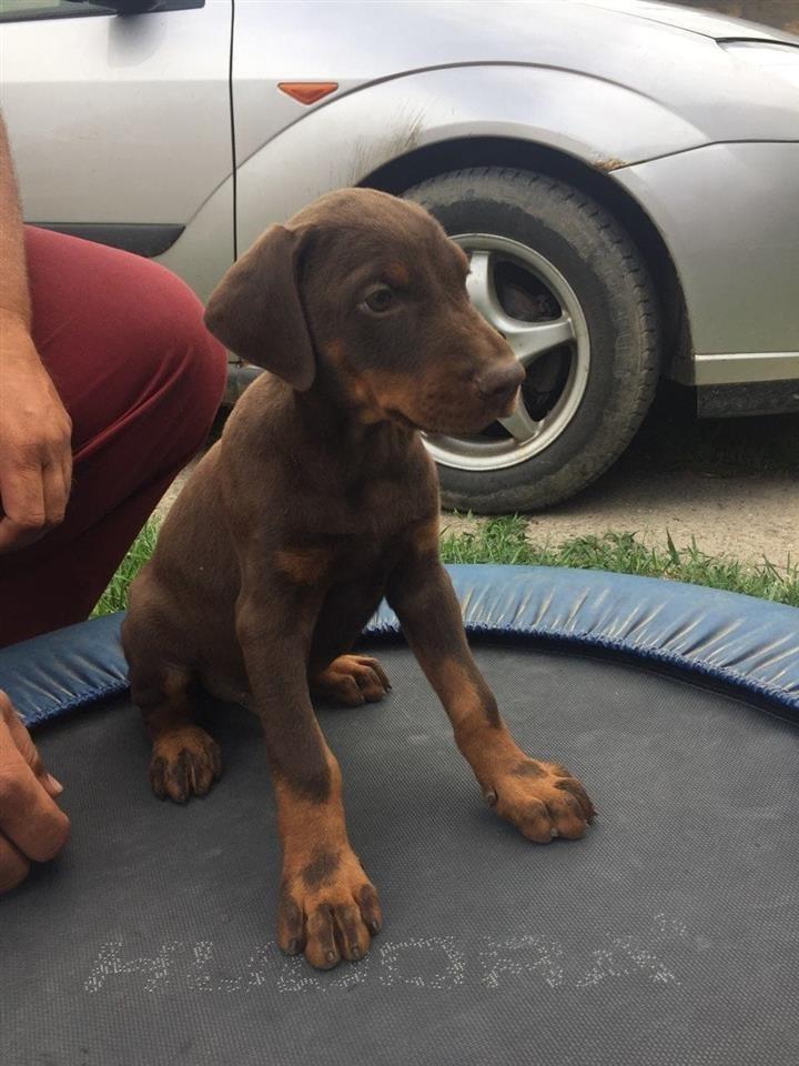 Doberman