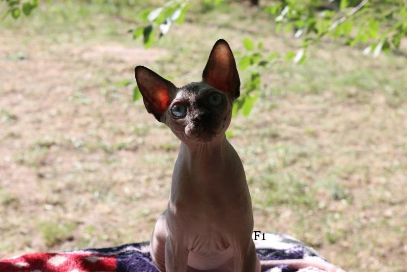 Kanadske-Sphynx-mace-