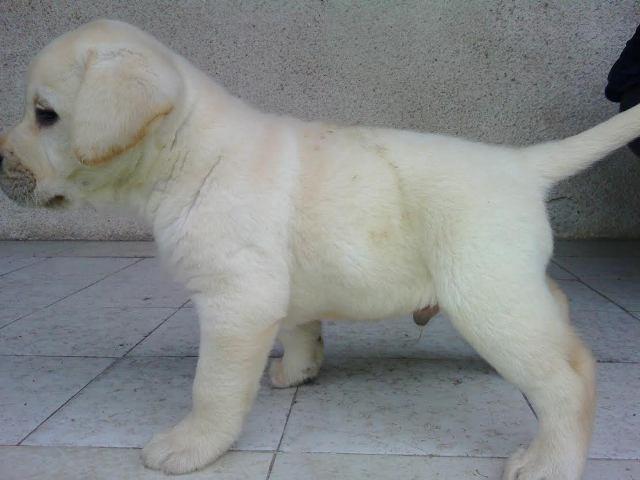Labrador-retriver--štenci