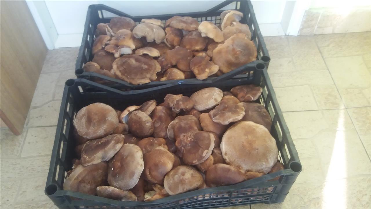 Proizvodnja-Šitaki-pečurki