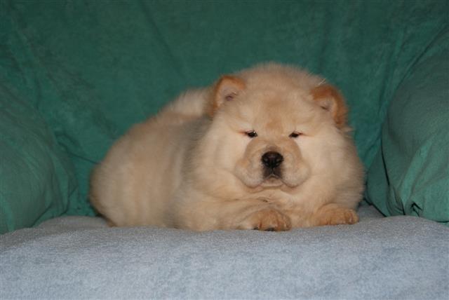Chow-Chow-štenci