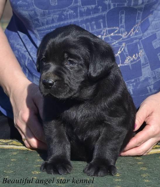 Stenci-labrador-retrivera-