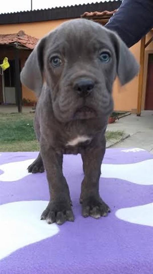 Cane-Corso