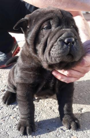 Shar-Pei-štenci-