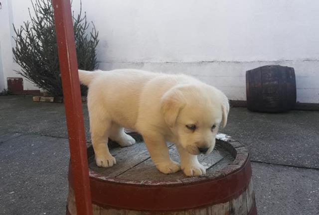 Stenad LABRADOR retrivera   