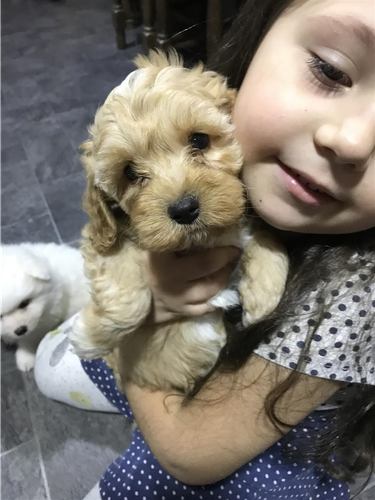 Maltipoo stenci