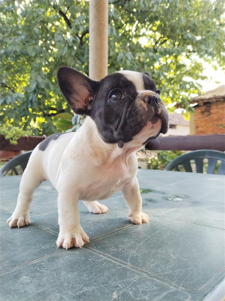 Francuski-buldog-