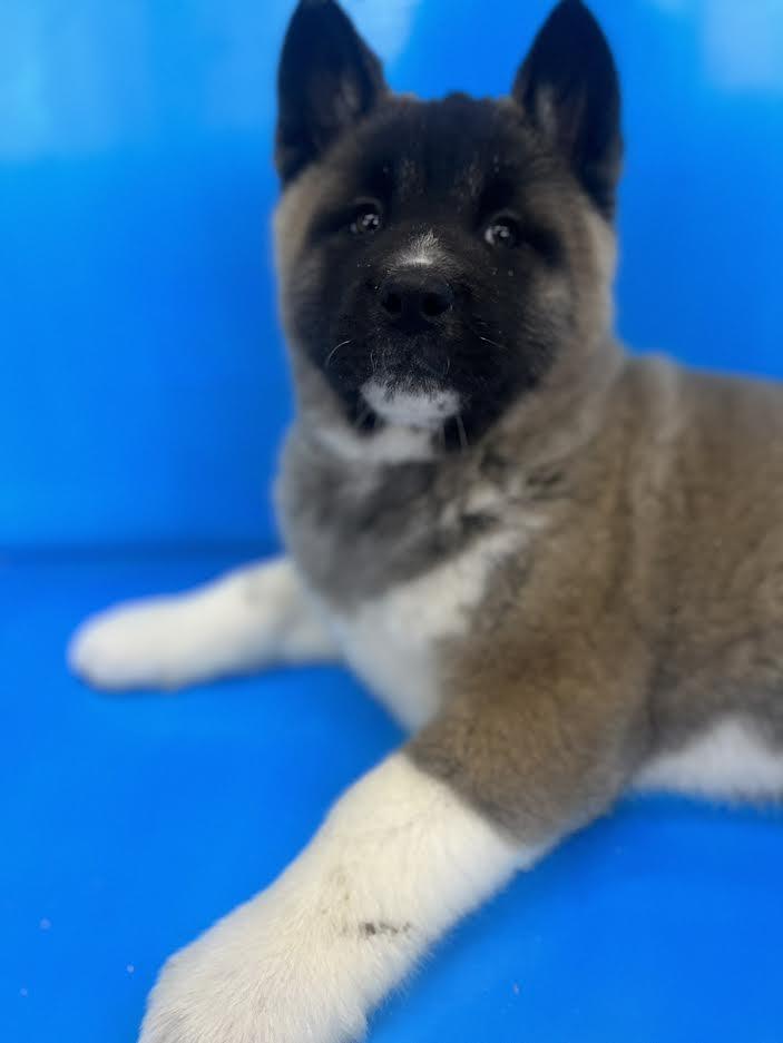 Američka-akita