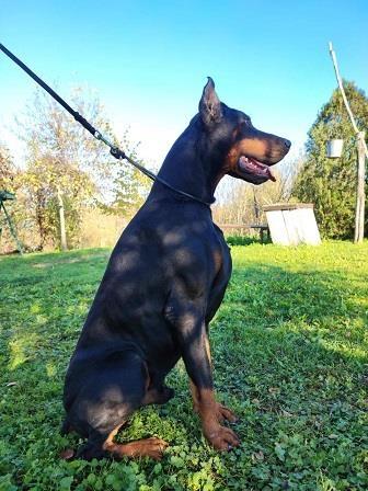 Doberman-stenci