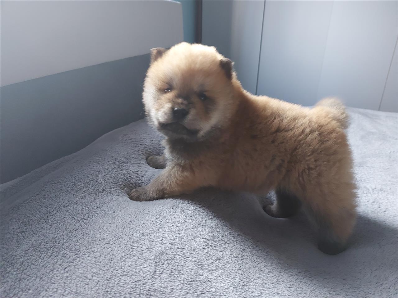 Chow-Chow-