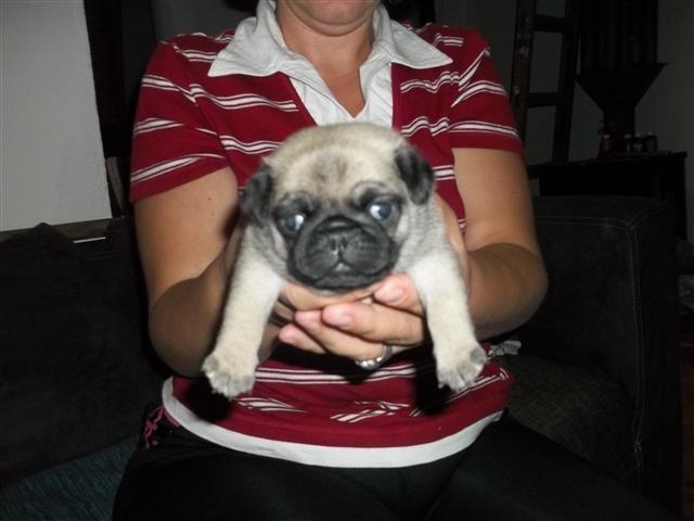 Mops