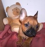 Francuski-buldog