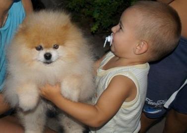 Pomeranski spic(Pomeranian)Boo stenci