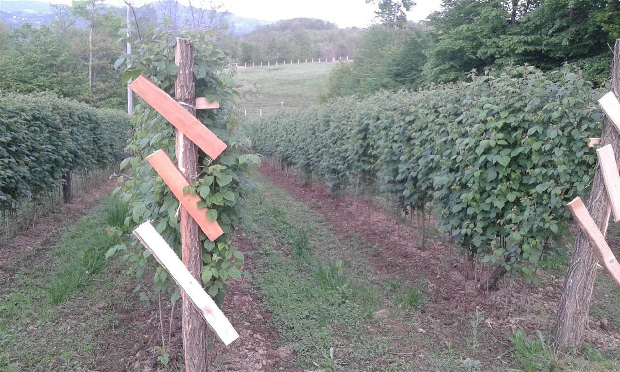 Potrebni-vredni-berioci-malina
