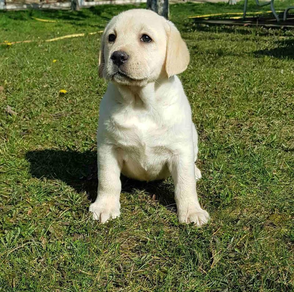 Top-leglo-labrador-retrivera