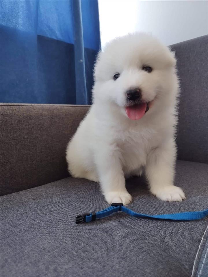 Samojed-stenci