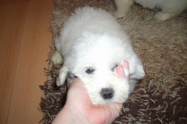 COTON-DE-TULEAR-STENCI