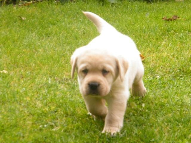 Stenci-Labrador-retrivera