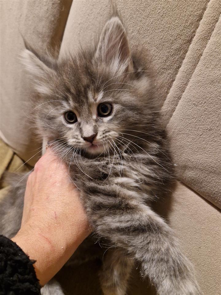 Maine-Coon-mačići