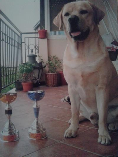 Labrador-retriver-stenci