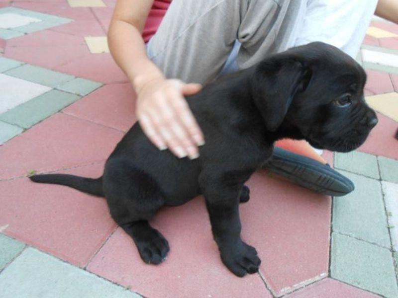 Cane-Corso--stenci-