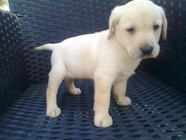 Labrador retriver prelepa stenad