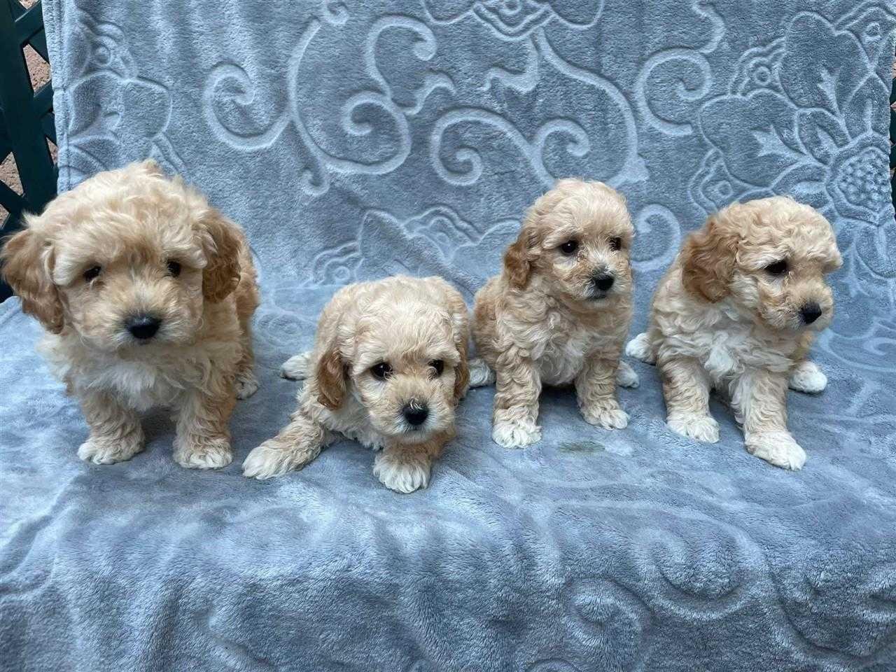 Poochons-štenci-