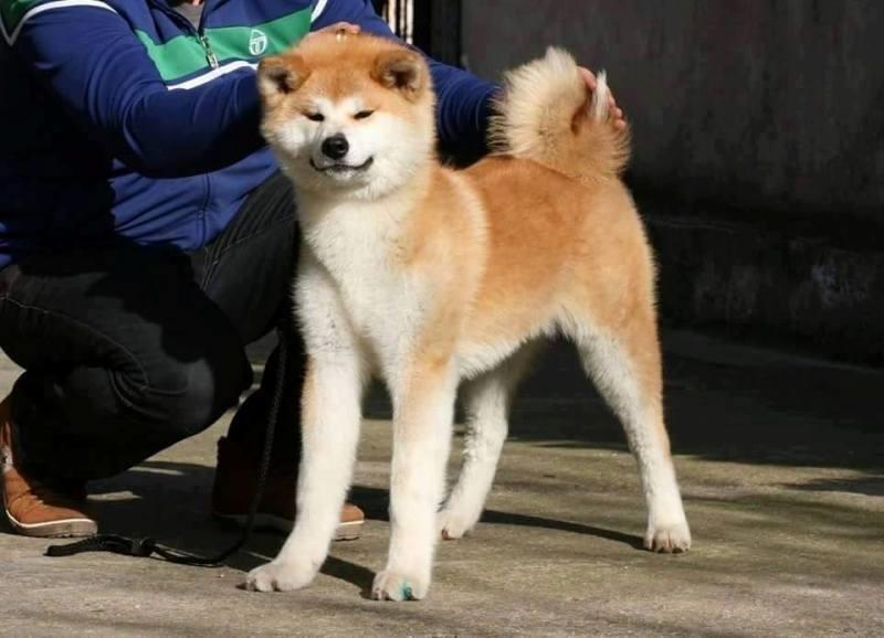 Akita-Inu
