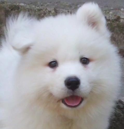 samojed kucici