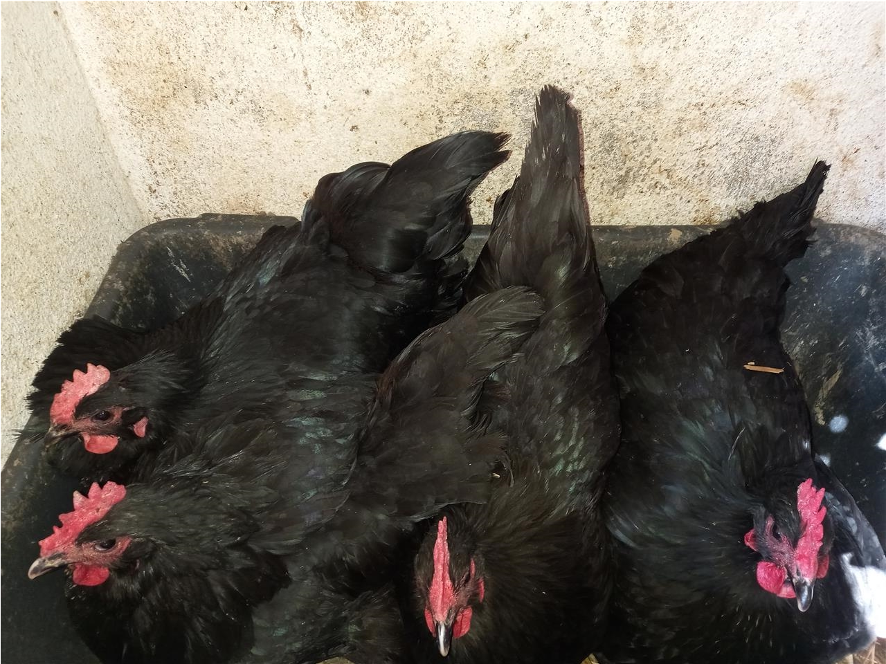 Australorp-jaja-za-nasad