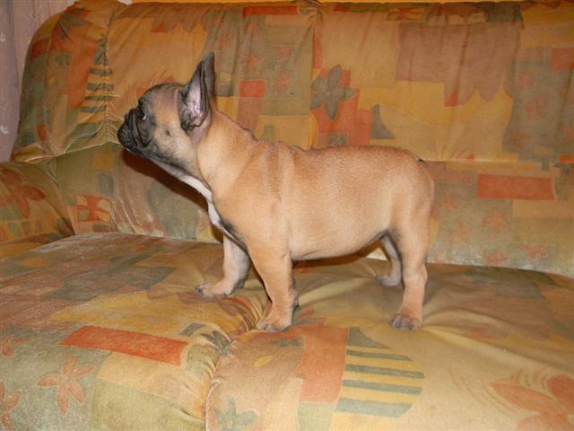 Francuski buldog