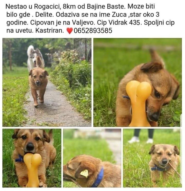Traži-se-pas-zuca