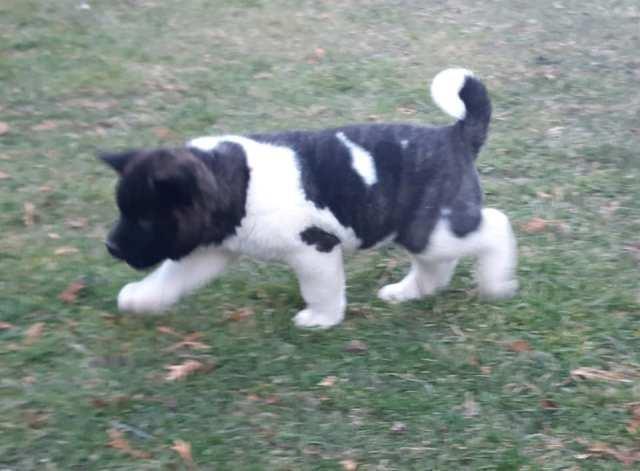 Američka-Akita--štenci