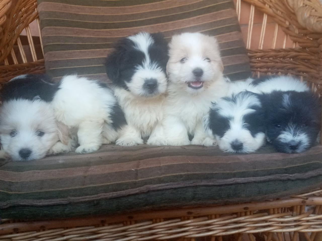 Coton-de-Tulear-mužjaci