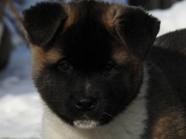 Američka-Akita--štenci