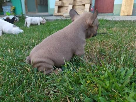 Merle-Francuski-Buldog