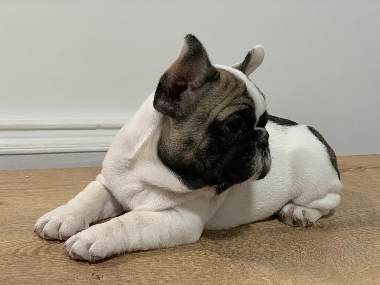Francuski-buldog