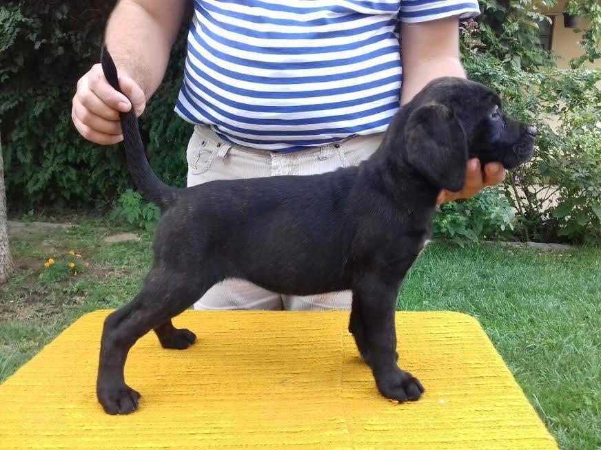 Cane-Corso-