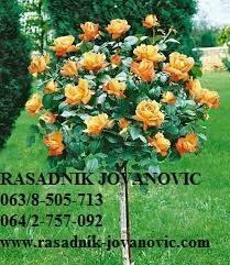 RUZE-STABLASICE
