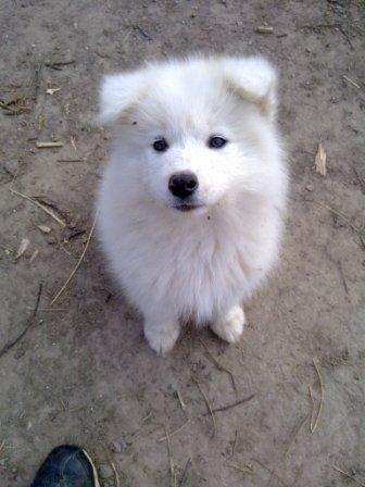 Samojed-žensko-štene