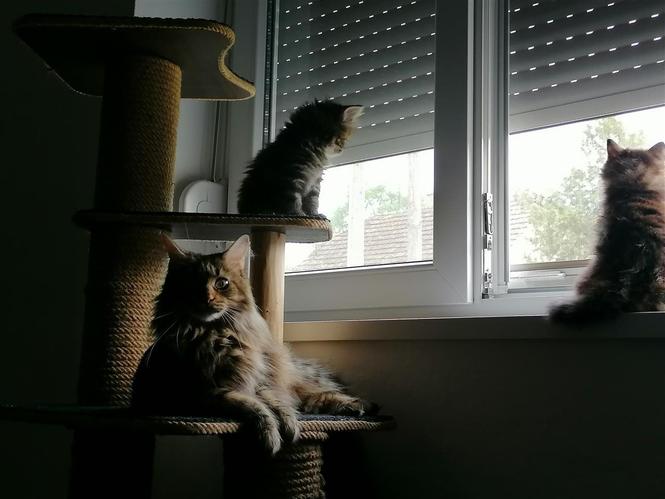 Maine coon 