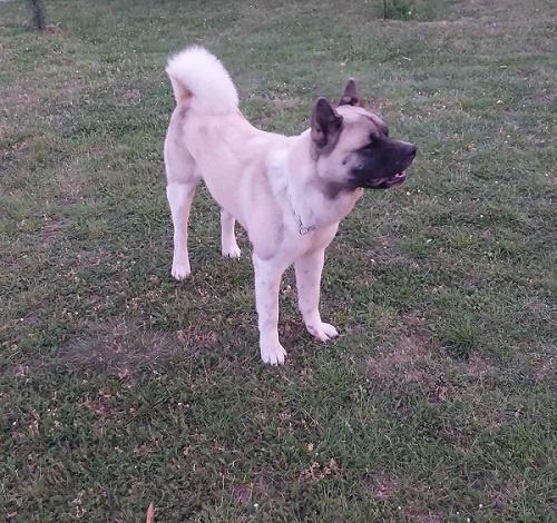 Američka-akita--parenje