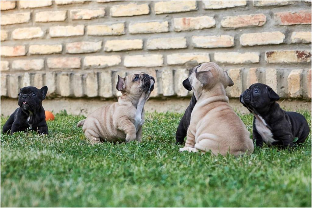 Francuski-buldog-štenci