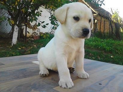 LABRADOR-RETRIVER---stenci-