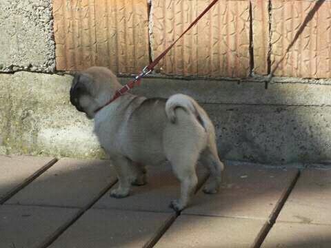 Mops--musko-stene