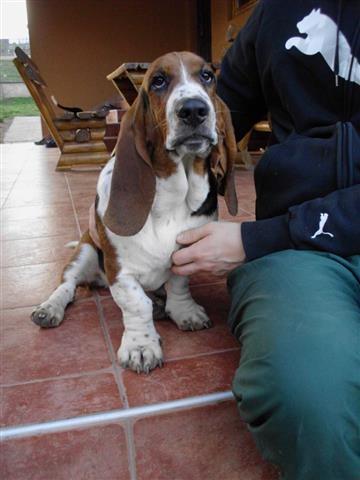 Basset-Hound---baset-zenke