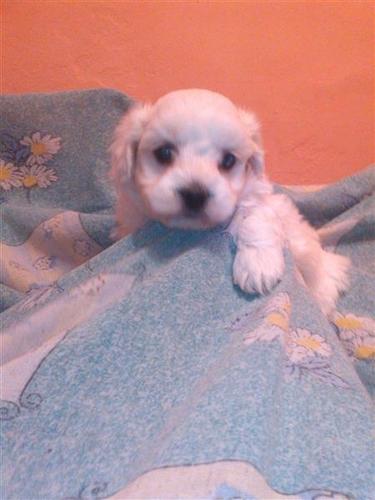 Maltezer